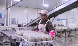 西南地區(qū)最大食用菌工廠化項目在萬盛投產(chǎn)，引領產(chǎn)業(yè)升級與融合發(fā)展
